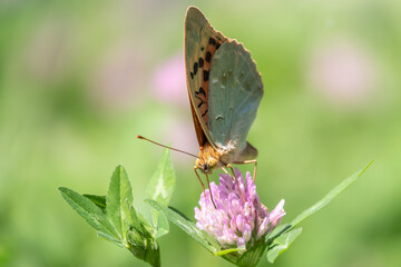 The dark green fritillary butterfly collects nectar on flower. Speyeria aglaja is a species of butterfly in the family Nymphalidae.