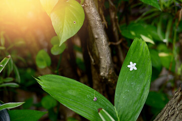 Close-up of Beautiful White Flowers are blooming in the garden with nature background.  