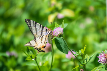 Beautiful Butterfly Scarce Swallowtail, Sail Swallowtail, Pear-tree Swallowtail, Podalirius. Latin name Iphiclides podaliriu. Butterfly collects nectar on flower.