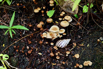 Closeup of Snail crawling on the ground with nature background, selective focus point at Thailand.