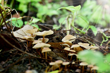 Close-up of Colorful many Wild Mushrooms Growing on the ground above the trees in the forest at...
