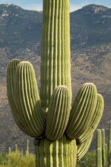 Saguaro Base