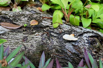 Close-up of Colorful many Wild Mushrooms Growing on the ground above the trees in the forest at Thailand.