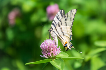 Beautiful Butterfly Scarce Swallowtail, Sail Swallowtail, Pear-tree Swallowtail, Podalirius. Latin name Iphiclides podaliriu. Butterfly collects nectar on flower.