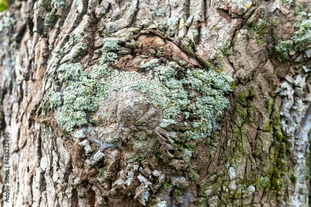 Poster a close-up shot of a huge tree trunk with lichens on it