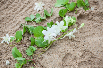 Floral arrangement at a wedding ceremony on beach.