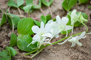 Floral arrangement at a wedding ceremony on beach.