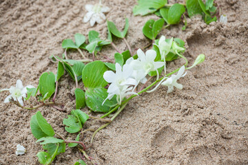 Floral arrangement at a wedding ceremony on beach.