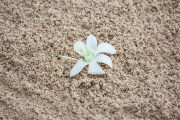 Floral arrangement at a wedding ceremony on beach.