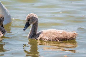 Beautiful baby cygnet mute swan fluffy grey and white chicks. Springtime new born wild swans birds in pond. Young swans swmming in a lake.