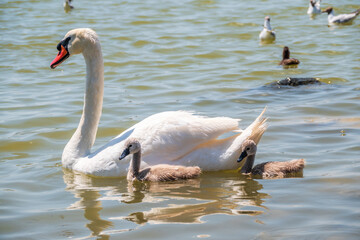 A female mute swan, Cygnus olor, swimming on a lake with its new born baby cygnets. Mute swan protects its small offspring. Gray, fluffy new born baby cygnets.