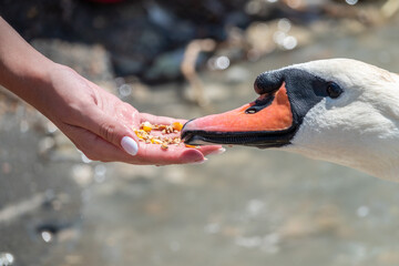 Girl feeding a mute swan in a lake from hand.