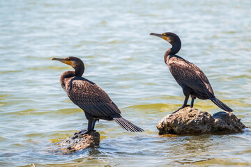 Two Great cormorants, Phalacrocorax carbo, standing on a stone on the sea shore.
