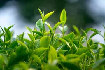 green grass and sun