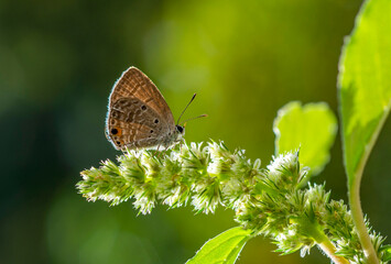 butterfly on a green leaf