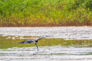A graceful water bird glossy ibis, latin name Plegadis falcinellus, flying low over the surface of a lake