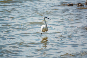 The white heron stands in the lake