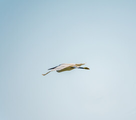 The flight of the little egret or Small White Heron.