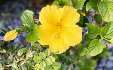 Yellow flower in the garden, closeup 
