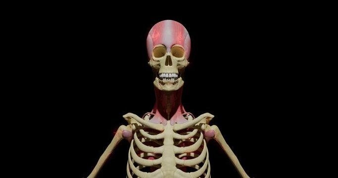 human realistic skeleton with a skull with teeth and a part of the muscle moves on a dark background