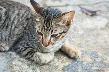 Cat lying in front of a house in the countryside.