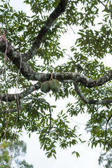 Fototapeta premium Fresh durian on its tree in Penang, Malaysia.