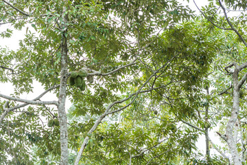 Fresh durian on its tree in Penang, Malaysia.