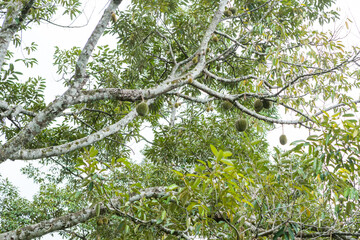 Fresh durian on its tree in Penang, Malaysia.