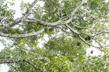 Fresh durian on its tree in Penang, Malaysia.
