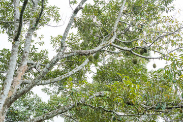 Fresh durian on its tree in Penang, Malaysia.