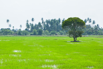 Rice fields in Penang, Malaysia