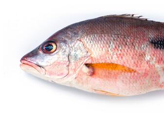 Closeup Red snapper fish