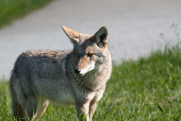 A coyote roaming in the grass