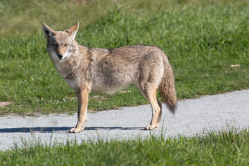 Naklejka na ściany i meble A coyote roaming in the grass