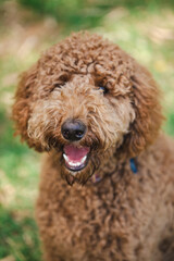 Fototapeta premium Young Groodle mixed-breed dog, also known as Golden Doodle, in pretty backyard setting