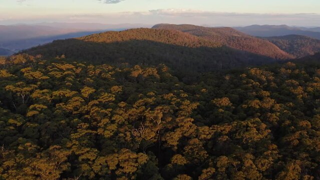 Aerial View At Sunset Of Native Old Growth Eucalyptus Forest High In The Great Dividing Range Near Gloucester, NSW, Australia.