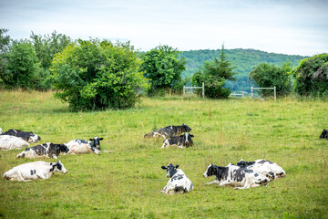Obraz premium Meadow