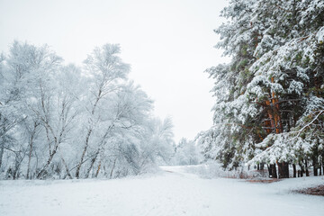 snow covered trees in the forest