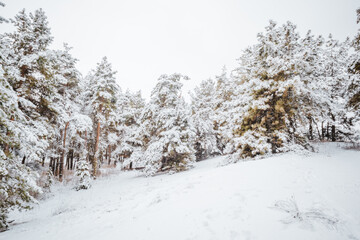 Obraz premium snow covered forest