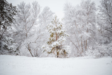 Fototapeta na wymiar pine tree in the forest under the snow in winter