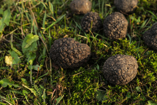 Fresh truffles on green grass, closeup view