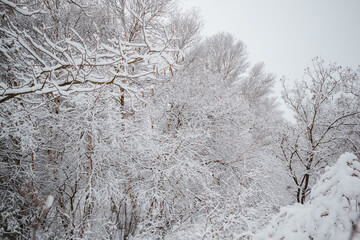 trees under snow in winter forest