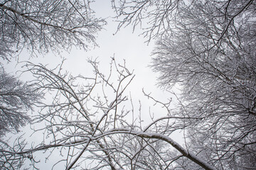 Fototapeta na wymiar trees under snow in winter forest