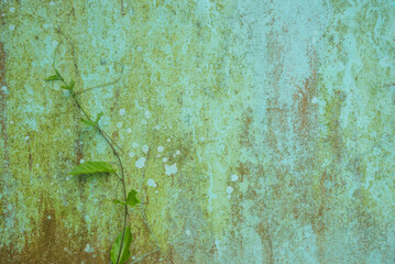 Long ivy on rusty color cement wall closeup