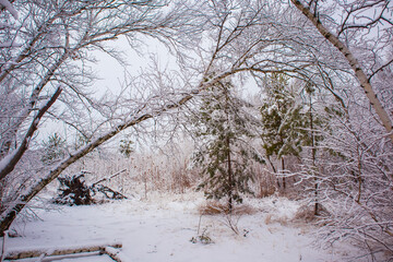 clearing under the snow in the winter forest