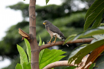 Azor macho (Accipiter nisus) descansando sobre una rama. Ave de rapiña