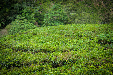 Fototapeta na wymiar Tea Plantation in Cameron Highlands, Malaysia.