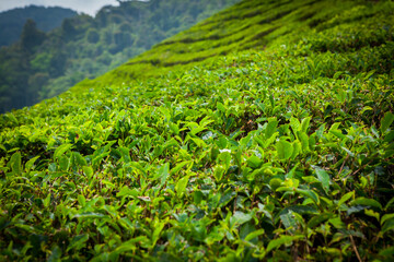 Tea Plantation in Cameron Highlands, Malaysia.