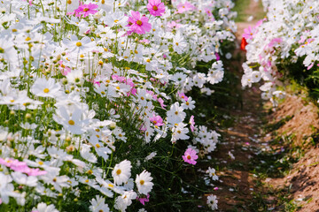 Beautiful cosmos flower bloom. Flower background .