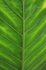 Details of the nature for background 